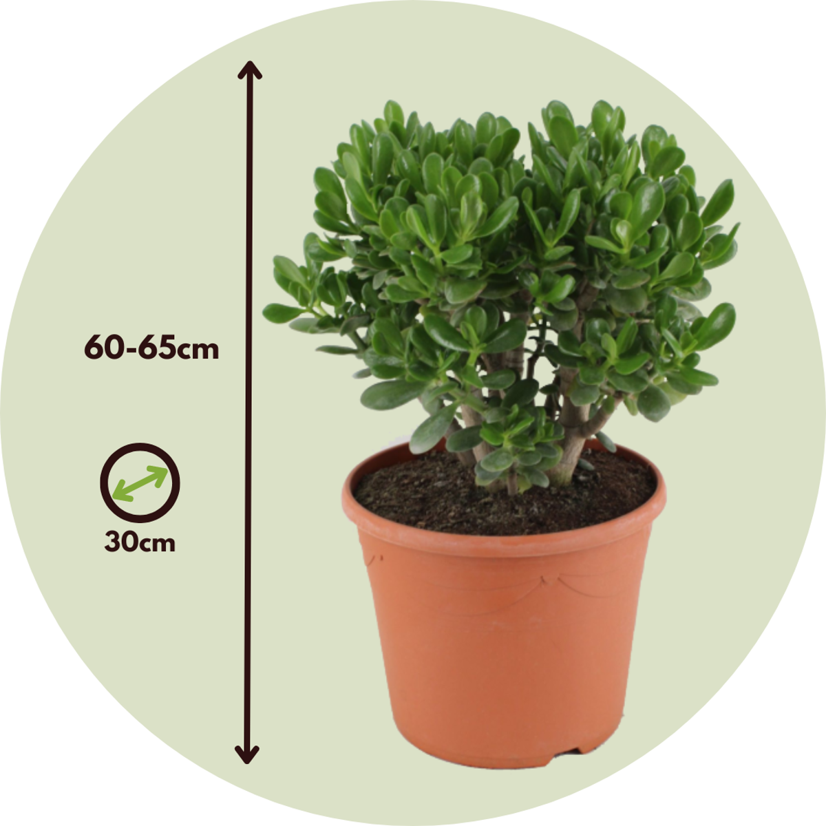 Crassula ovata 'Minor'