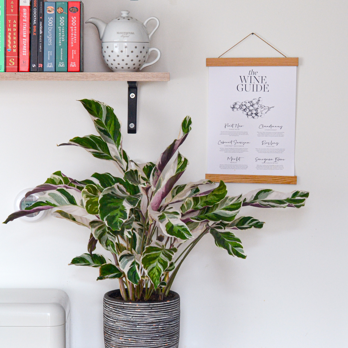 Calathea 'Fusion White' - 2er-Set