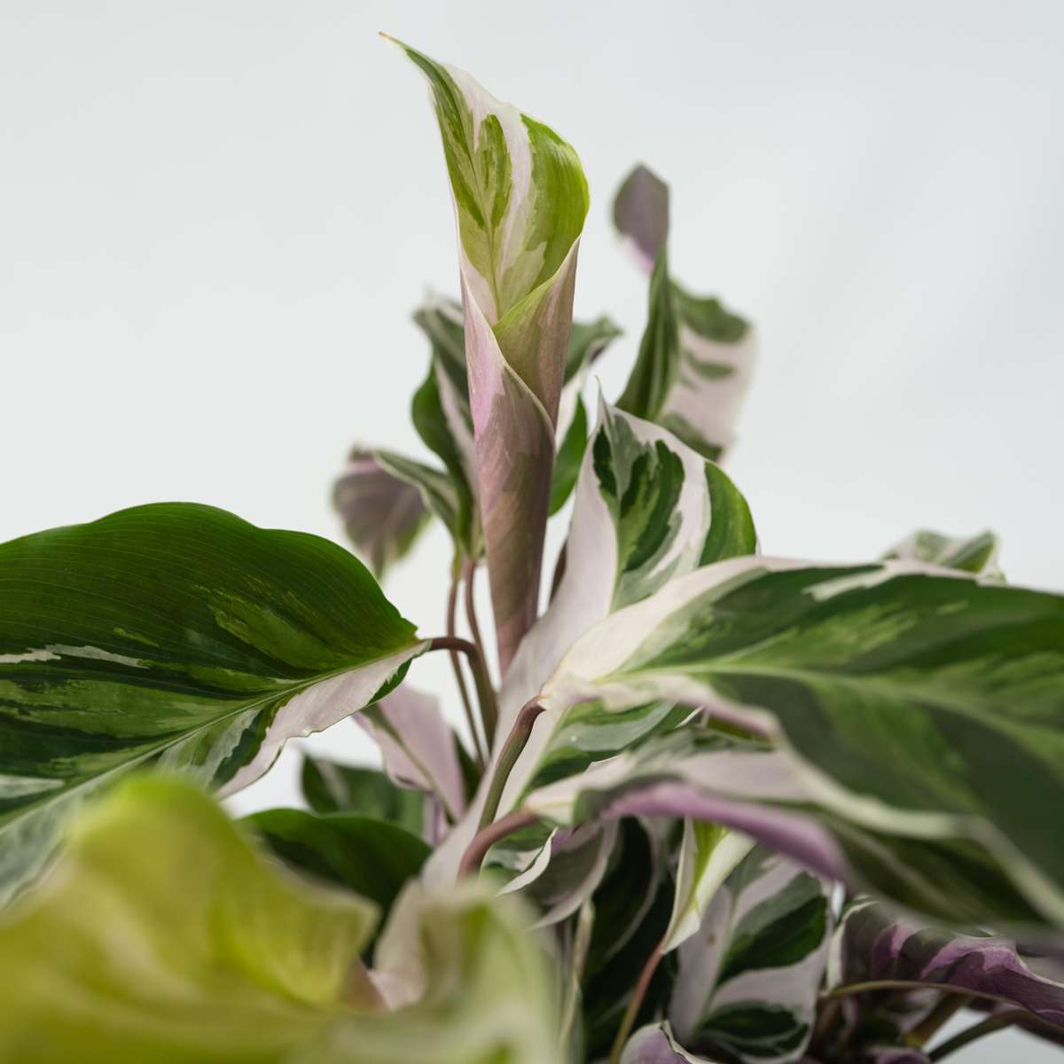 Calathea 'Fusion White'