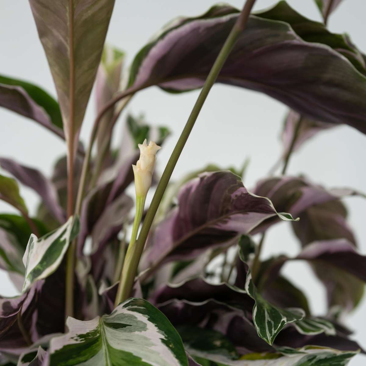 Calathea 'Fusion White'