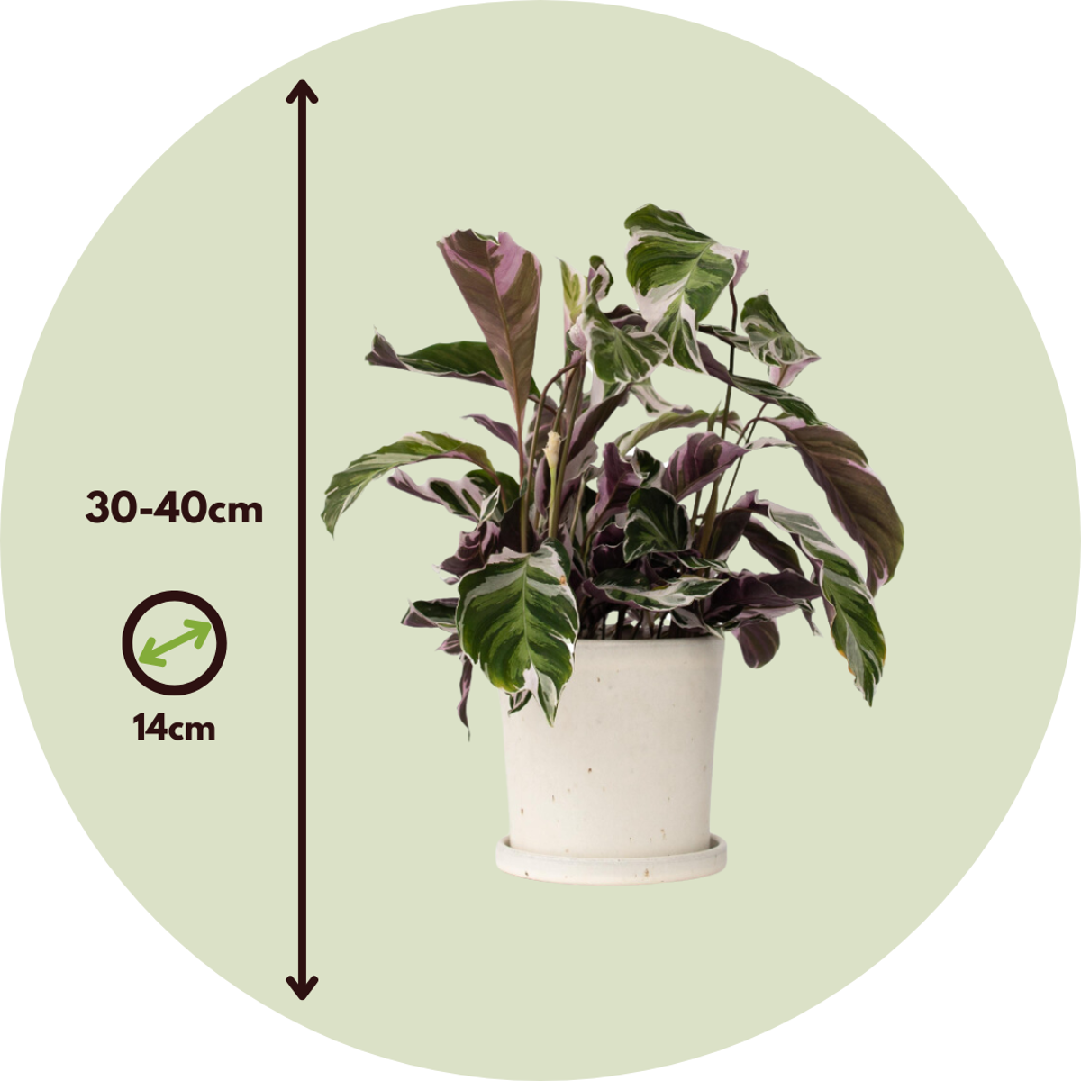 Calathea 'Fusion White' - 2er-Set