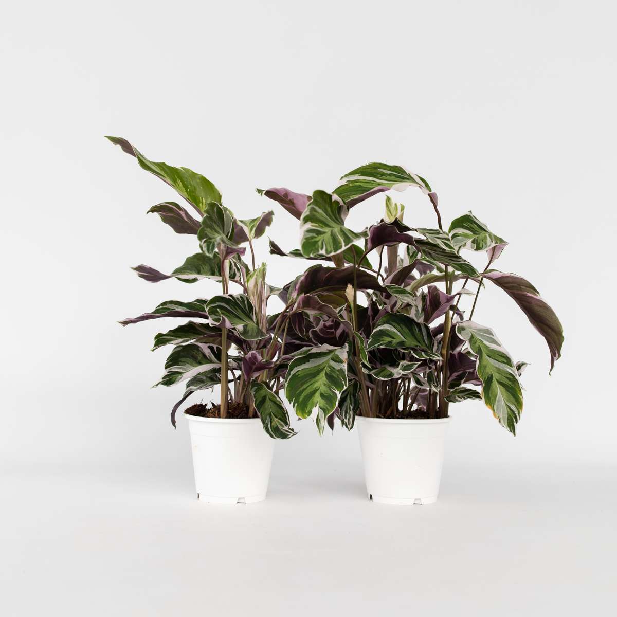 Calathea 'Fusion White' - 2er-Set