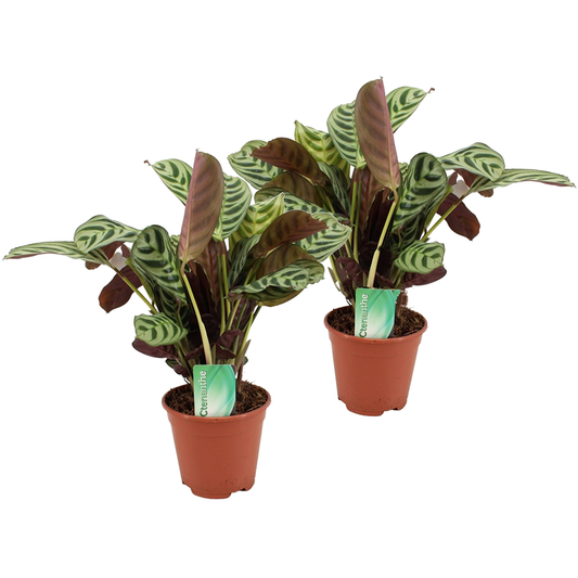 Ctenanthe 'Gebetspflanze' - 2er-Set - Burle-marxii