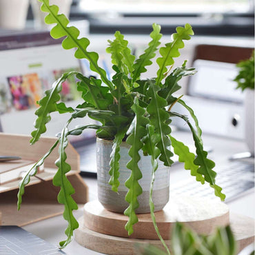 Epiphyllum Anguliger – 2er-Set – Sägekaktus