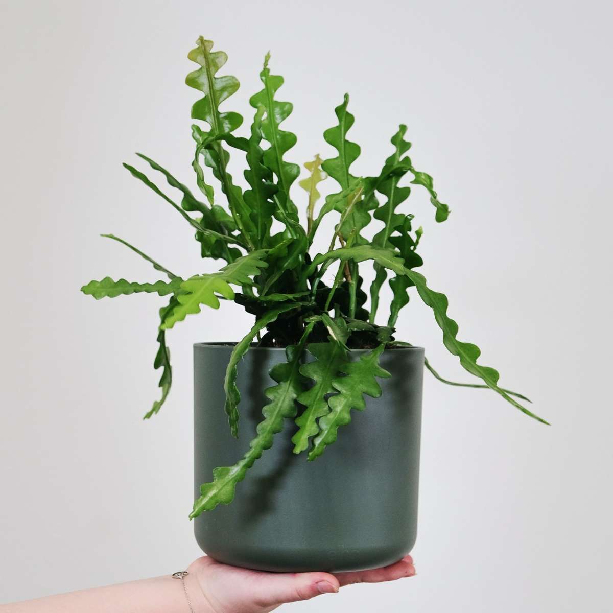 Epiphyllum Anguliger - Set van 2 - Zaagcactus