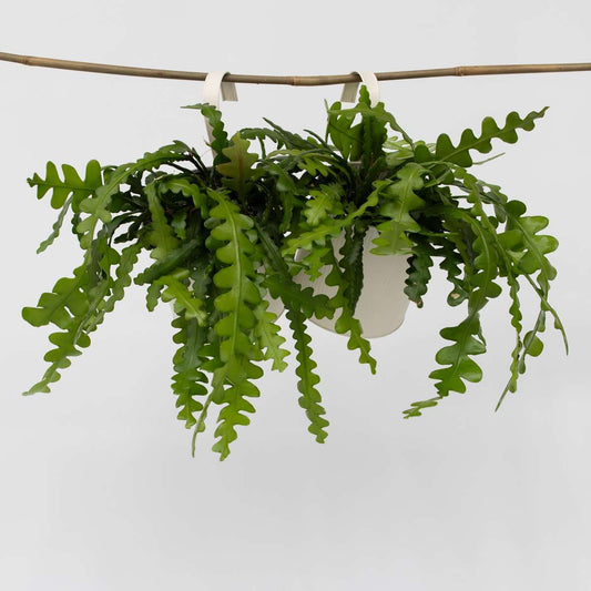 Epiphyllum Anguliger – 2er-Set – Sägekaktus