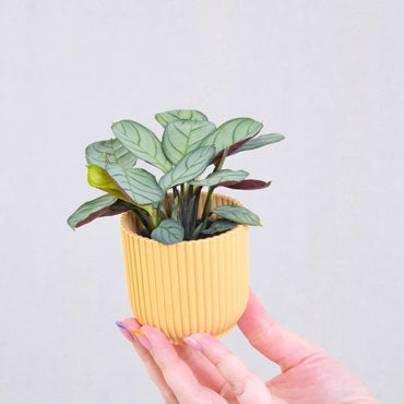 Ctenanthe amagris - Gebedsplant