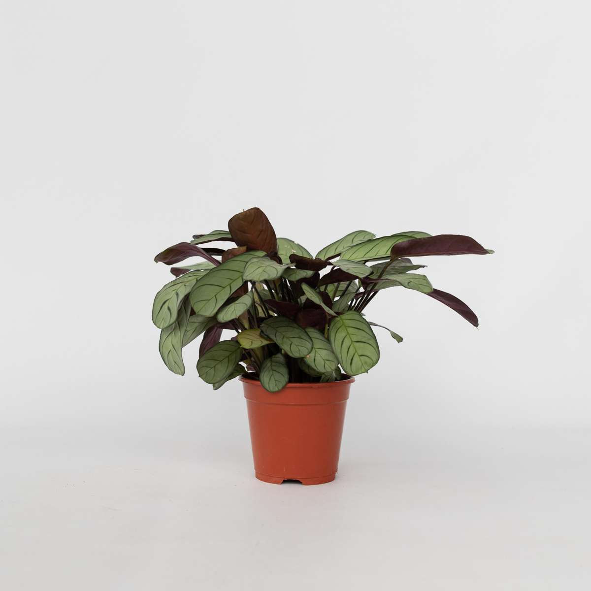 Ctenanthe amagris - Gebetspflanze