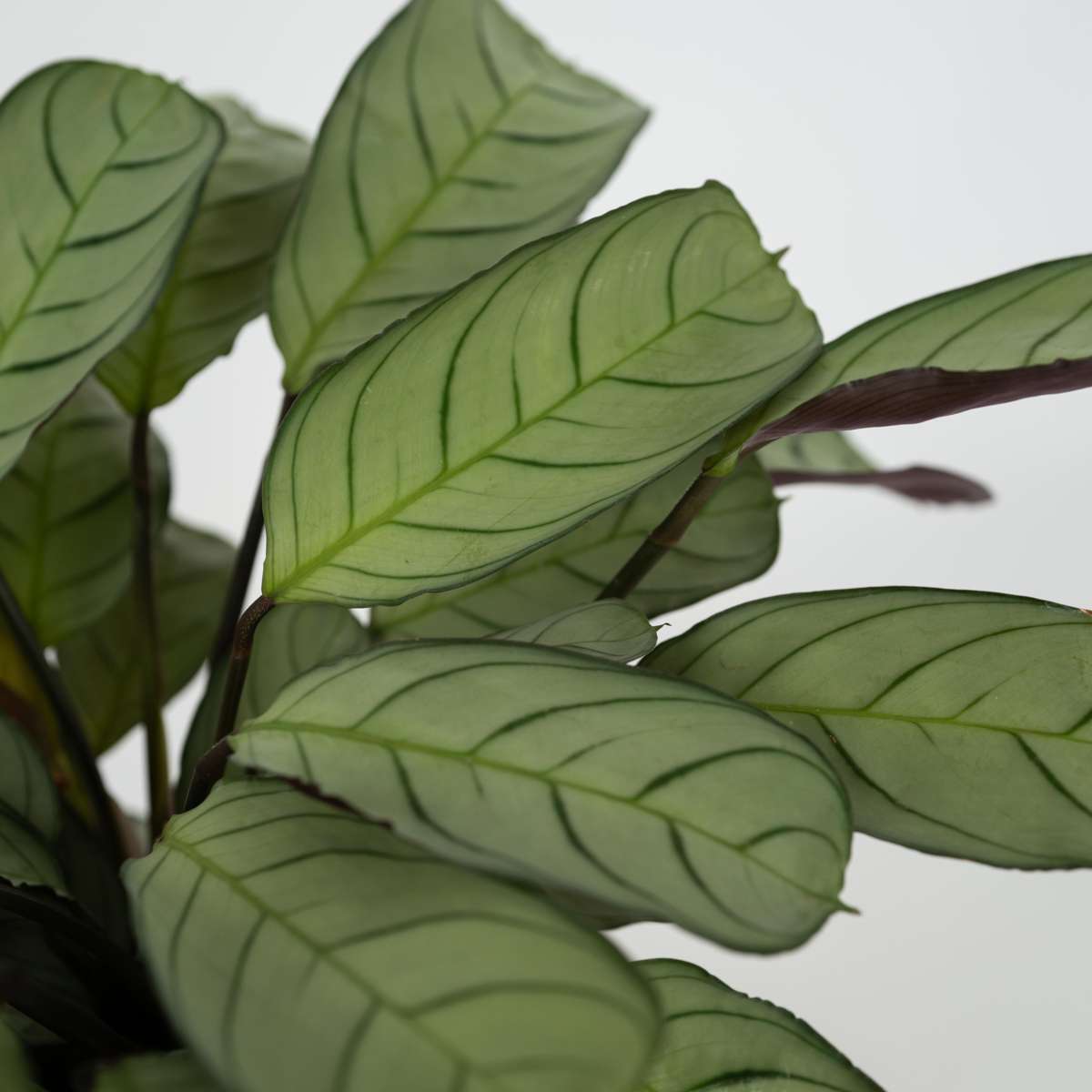 Ctenanthe amagris - 2er-Set - Gebetspflanze
