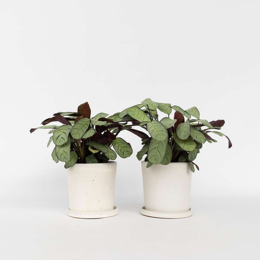 Ctenanthe amagris - 2er-Set - Gebetspflanze