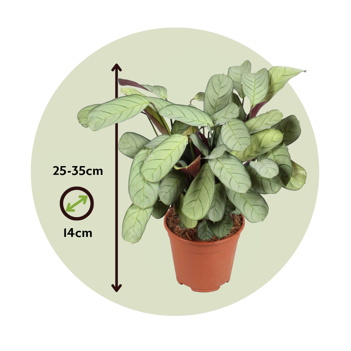 Ctenanthe amagris - 2er-Set - Gebetspflanze