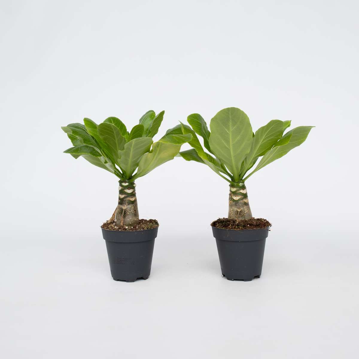 Brighamia Insignis 'Hawaii' - 2er-Set