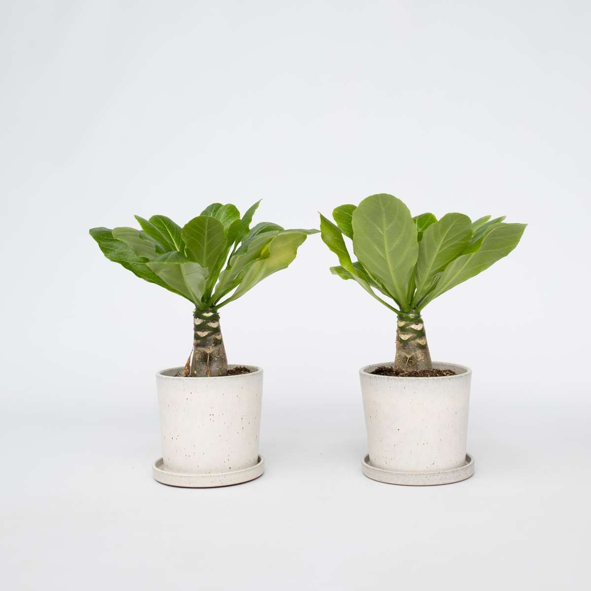 Brighamia Insignis 'Hawaii' - 2er-Set