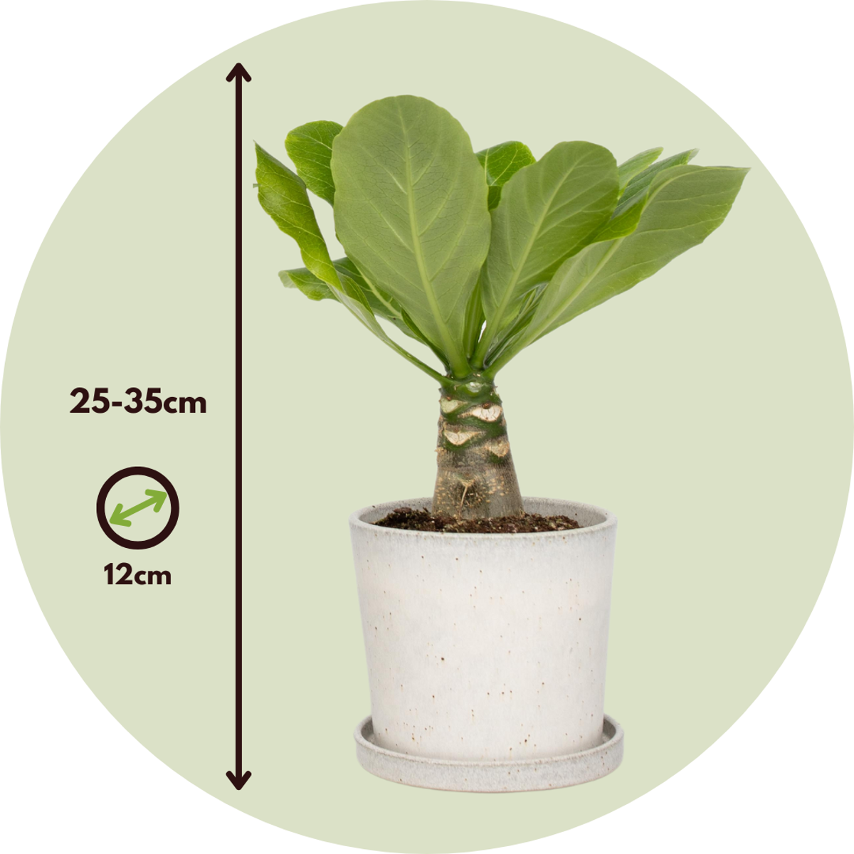 Brighamia Insignis 'Hawaii' - 2er-Set