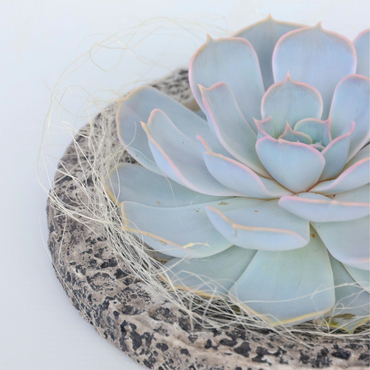 Echeveria 'Koala Bowl' – Sukkulente auf einer dekorativen Schale