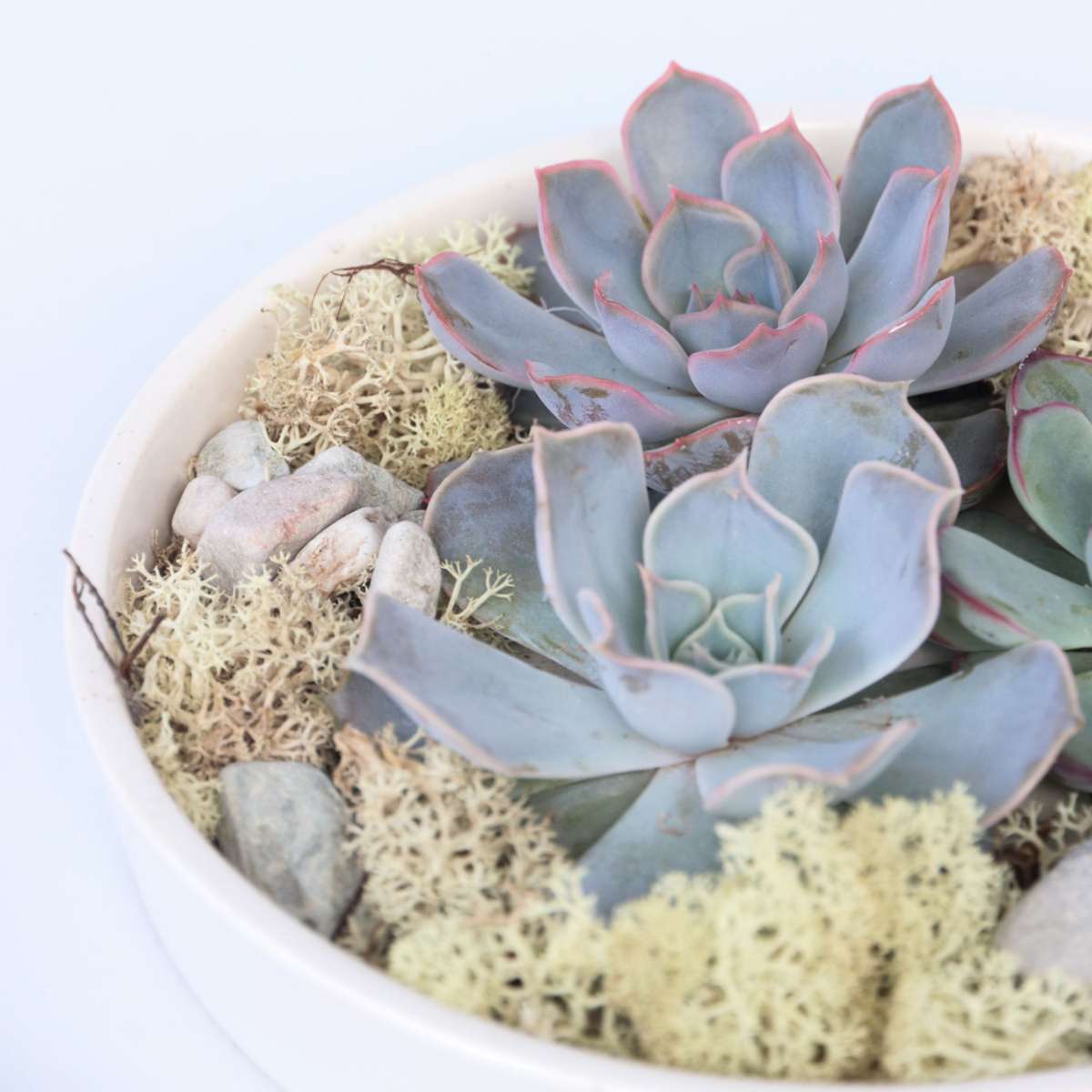 Echeveria - Sukkulenten auf einem dekorativen Tablett - Weiß