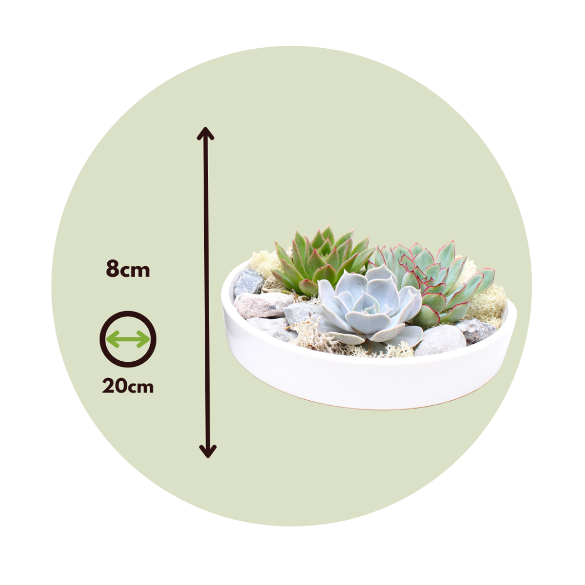 Echeveria - Sukkulenten auf einem dekorativen Tablett - Weiß