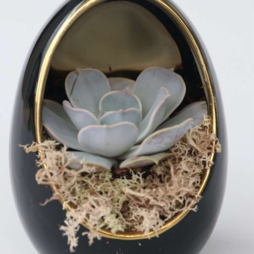 Echeveria im Deko-Ei - 2er-Set - Schwarz, Gold