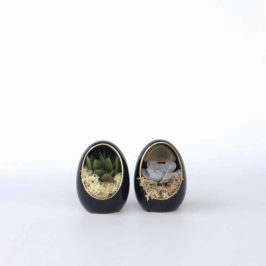 Echeveria im Deko-Ei - 2er-Set - Schwarz, Gold