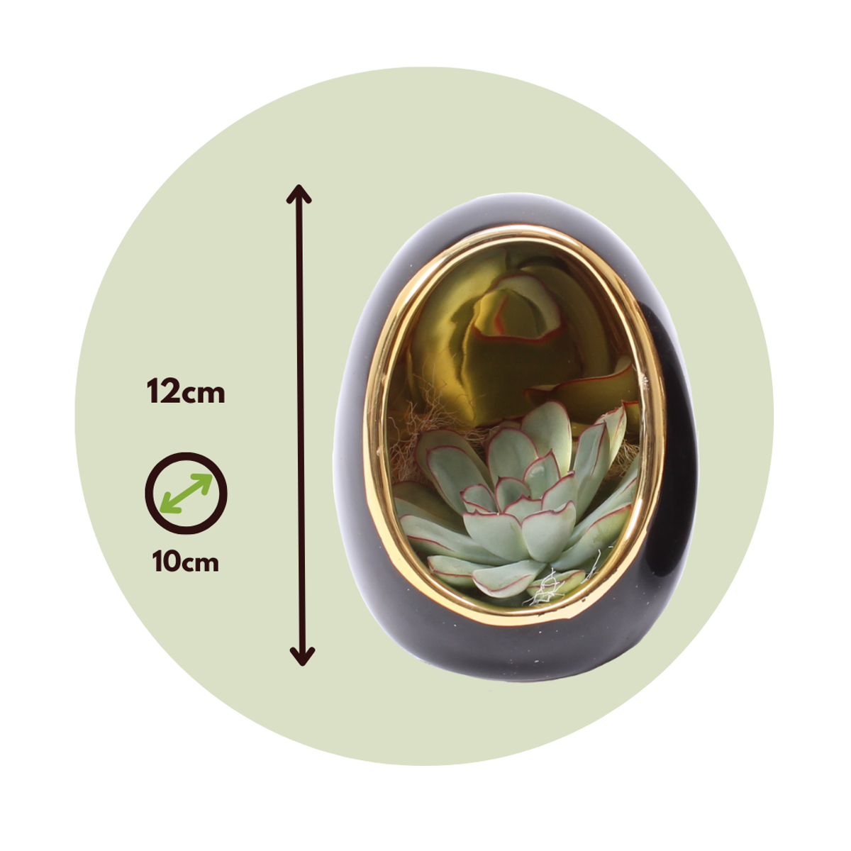 Echeveria im Deko-Ei - 2er-Set - Schwarz, Gold