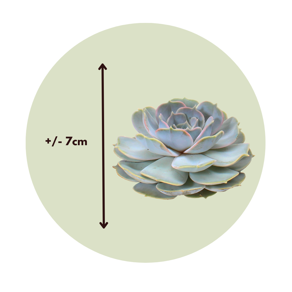 Echeveria DIY Mix 5 – fünf dekorative Sukkulenten