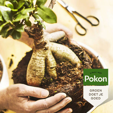 Pokon flüssige Bonsai-Nahrung - 250ml