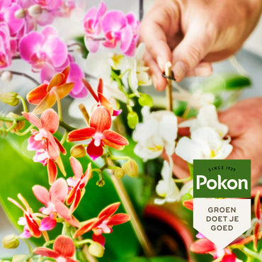 Pokon flüssige Orchideennahrung - 250ml