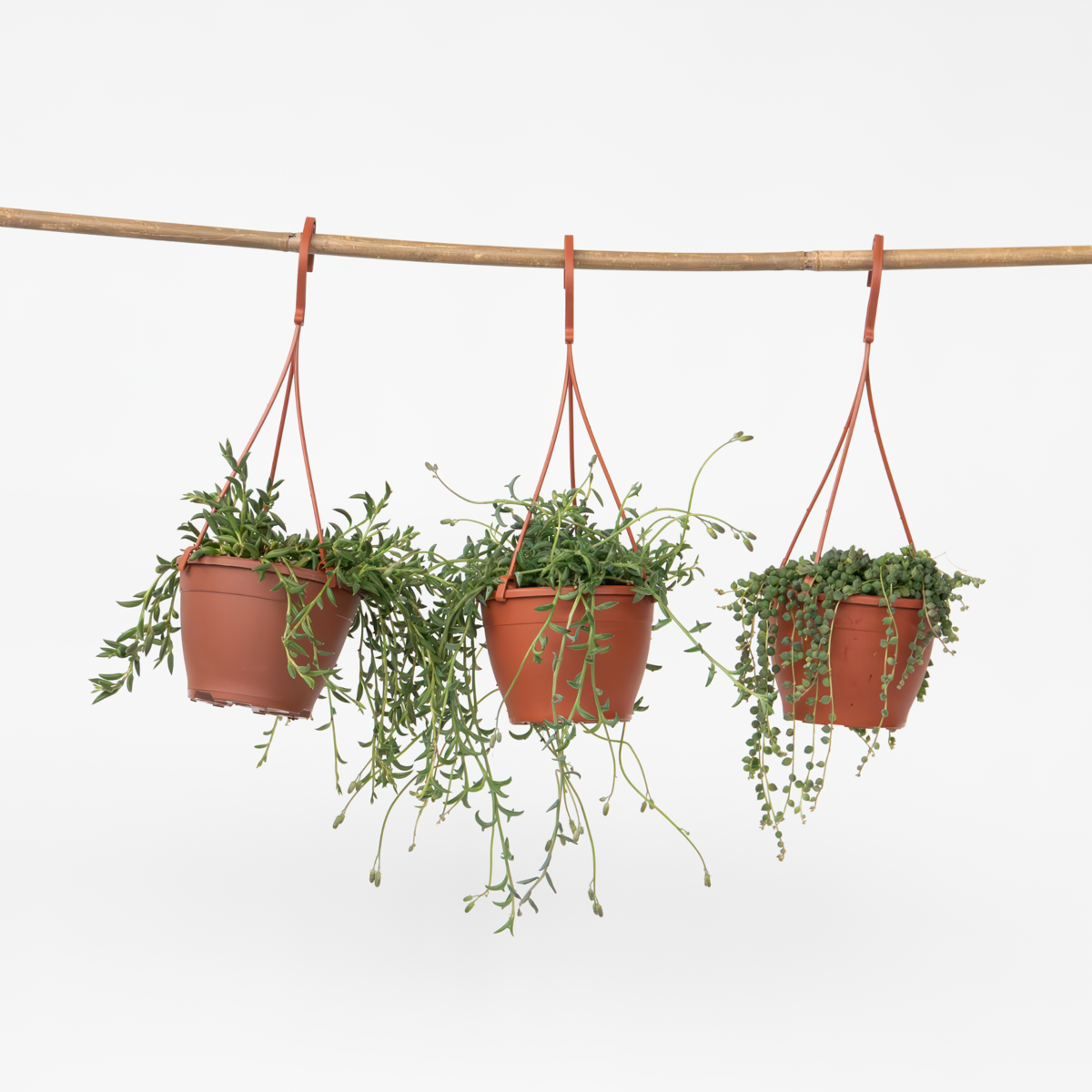 Senecio - Mix van 3