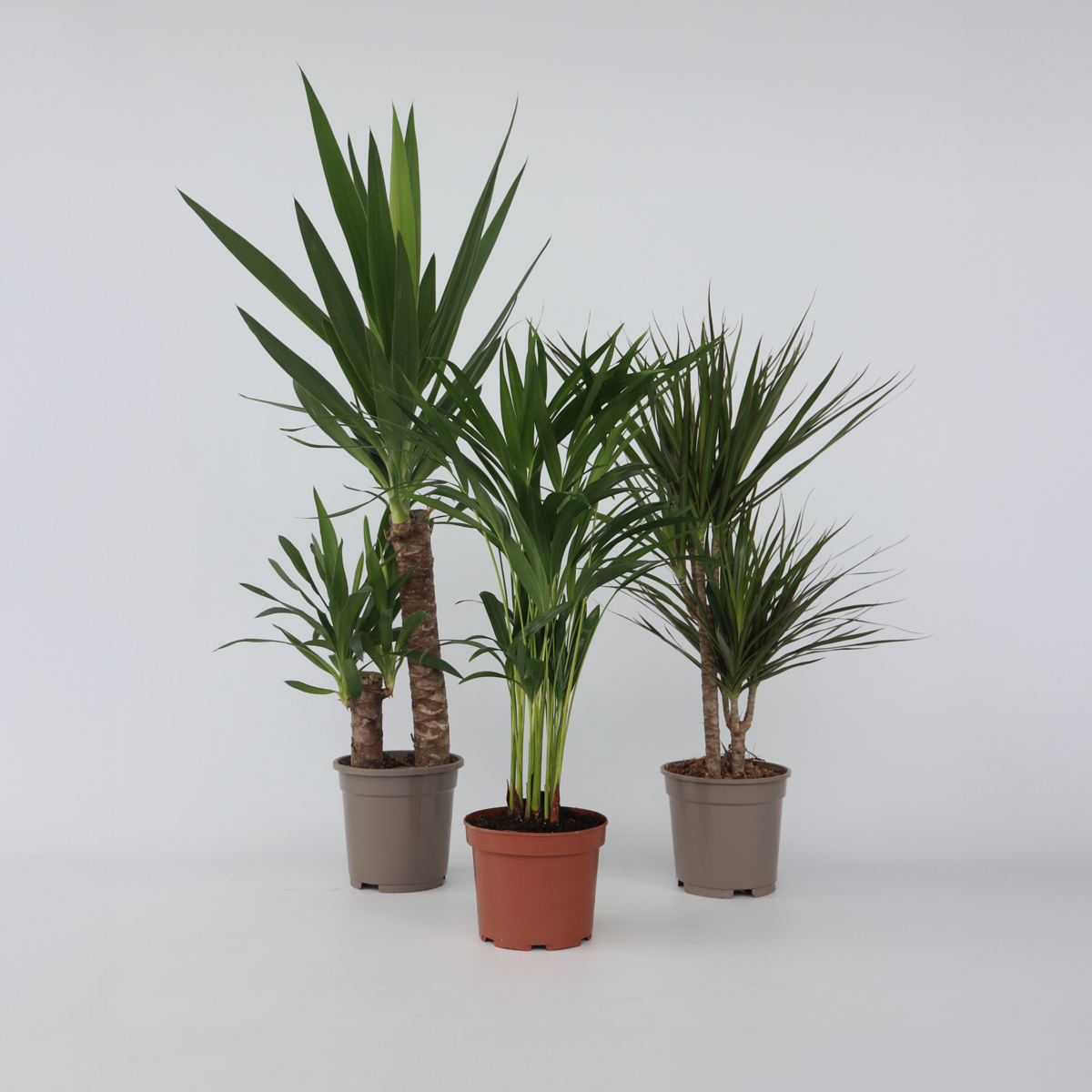 Zimmerpalmen XL - 3er Set