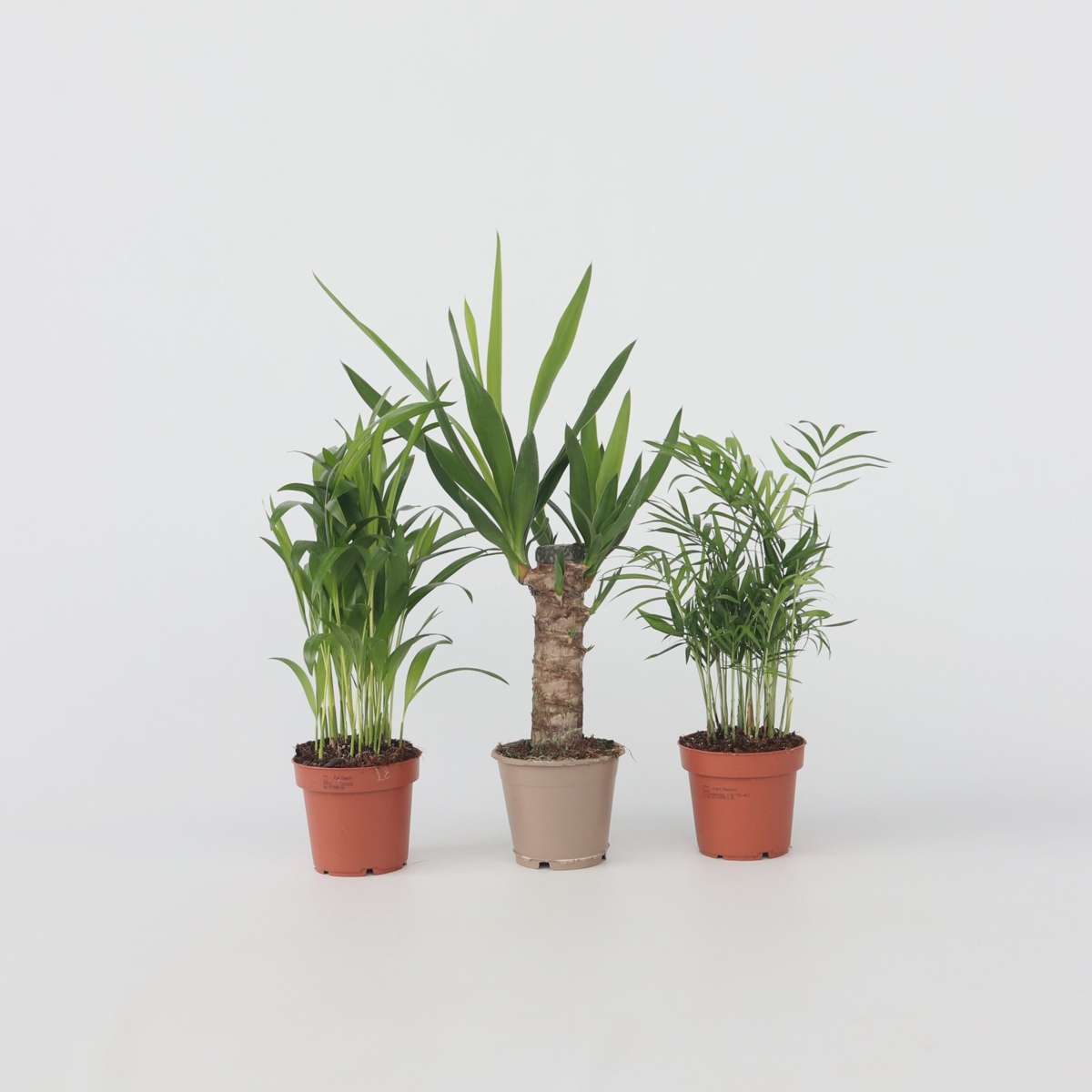Mini-Palmen - 3er-Set