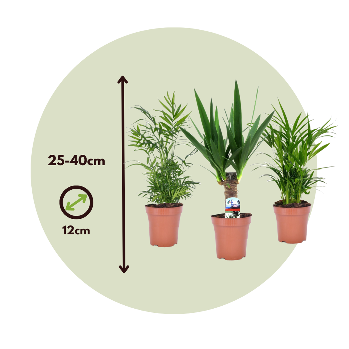 Mini-Palmen - 3er-Set