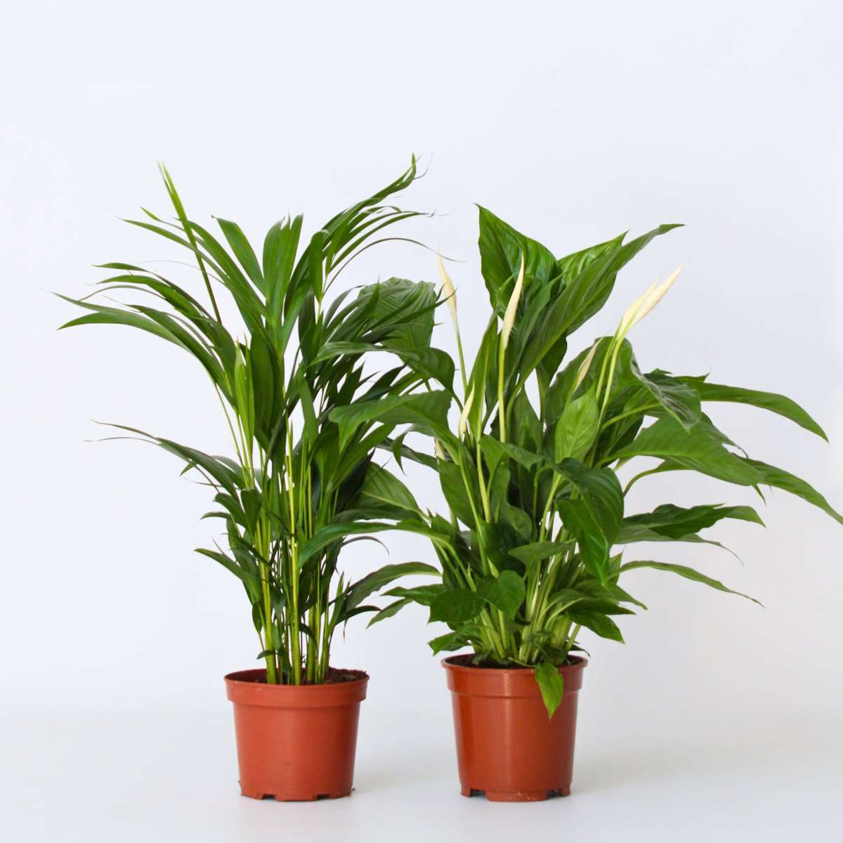 Areca & Spathiphyllum – Mischung aus 2