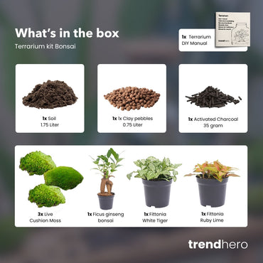 Bonsai Ficus Ginseng – Nachfüll- und Starterset für Terrarien – 3 Terrarienpflanzen – zum Selbermachen