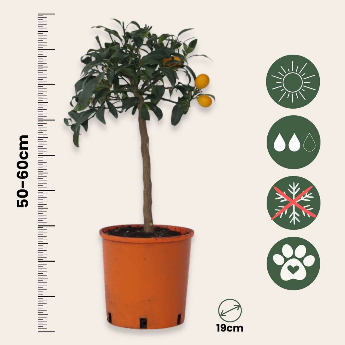 Citrus Kumquat - Set van 2 - Citroenboom
