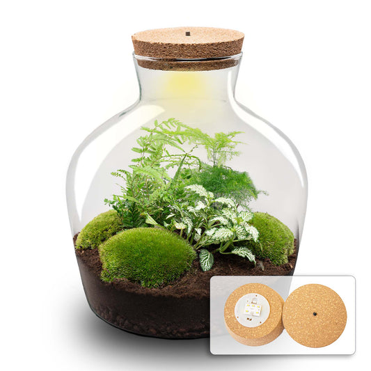 Terrarium DIY Kit - Fat Joe Green + led light - Bottle Garden - ↑ 30 cm