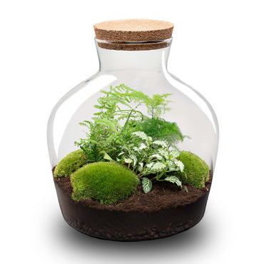 Terrarium DIY Kit - Fat Joe Green + led light - Bottle Garden - ↑ 30 cm