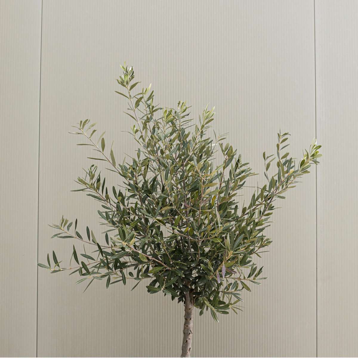 Olijfboom - Set van 2 - Inclusief plantenvoeding