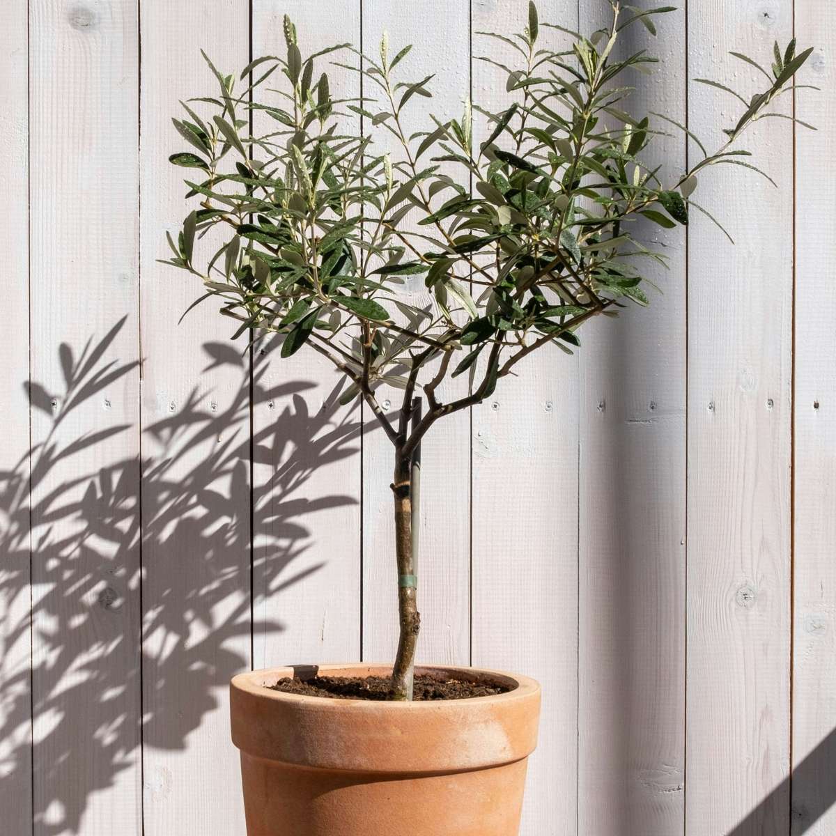 Olijfboom - Set van 2 - Inclusief plantenvoeding