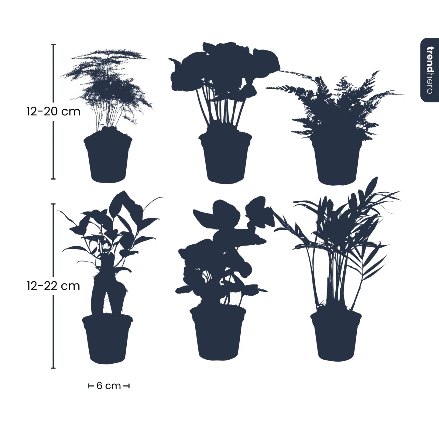 Pflanzenset – 6 Grünpflanzen – Baby- und Terrarienpflanzen