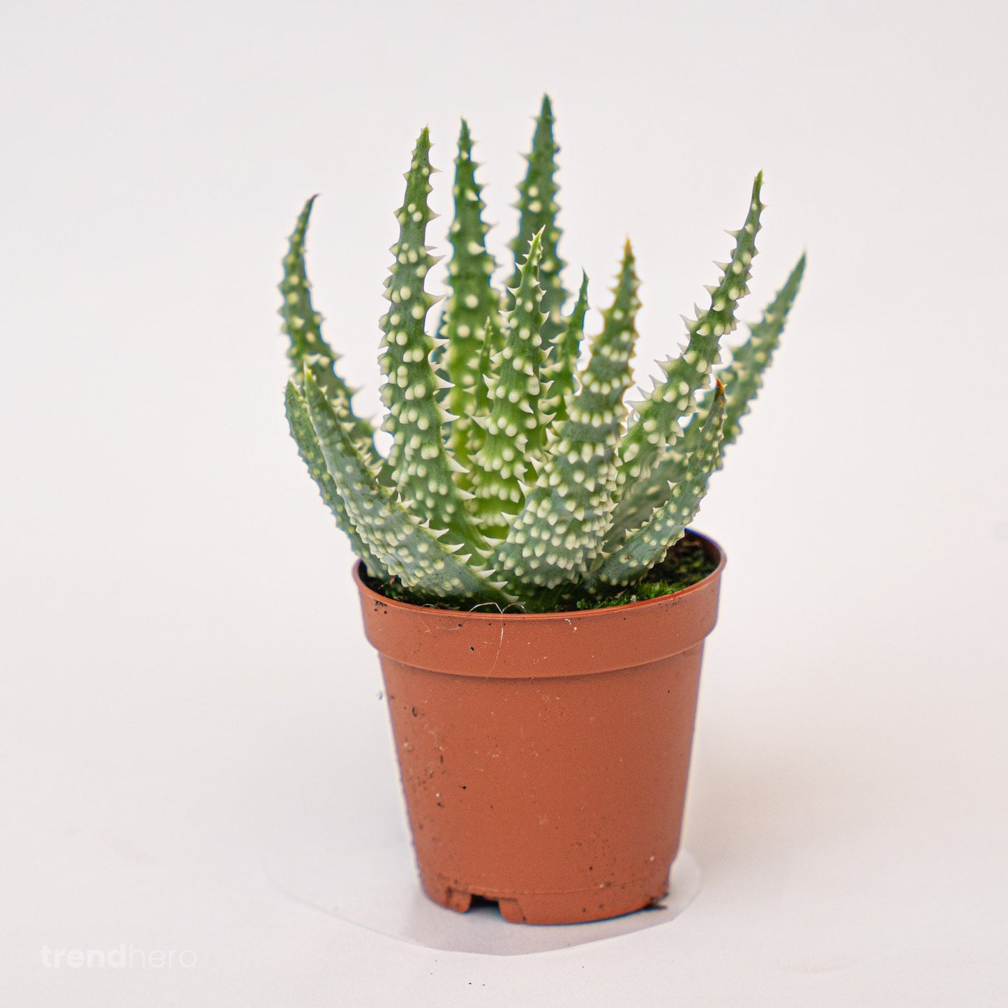 Aloe Humilis Topfgröße 5,5 cm