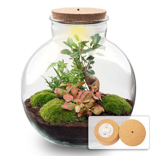 Terrarium-Bastelset – Bolder Bob Bonsai – Flaschengarten – ↑ 30 cm