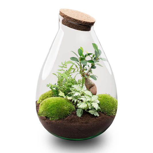 Drop XL Grün – Terrarium mit Korken – Flaschengarten-Bastelset – Ø 24 cm ↑ 37 cm
