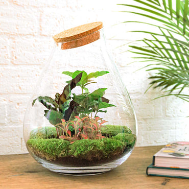 Drop XXL Rot – Terrarium mit Korken – Flaschengarten-Bastelset – Ø 34 cm ↑ 43 cm