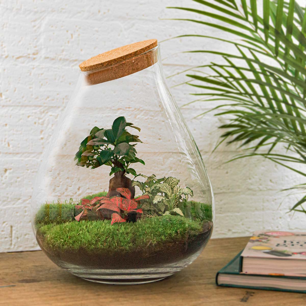 Drop XL Rot – Terrarium mit Korken – Flaschengarten-Bastelset – Ø 24 cm ↑ 37 cm