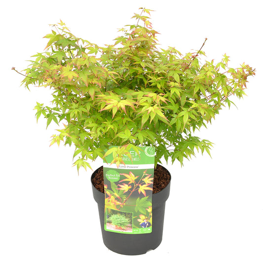 MM-MEC-0963 - 0