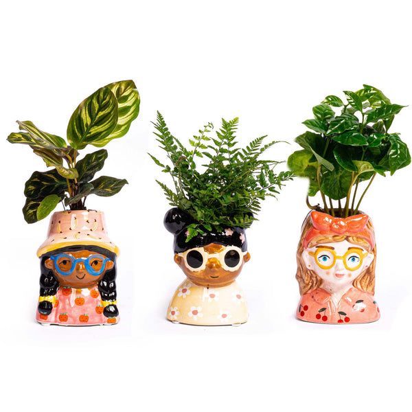 Makkelijke kamerplanten