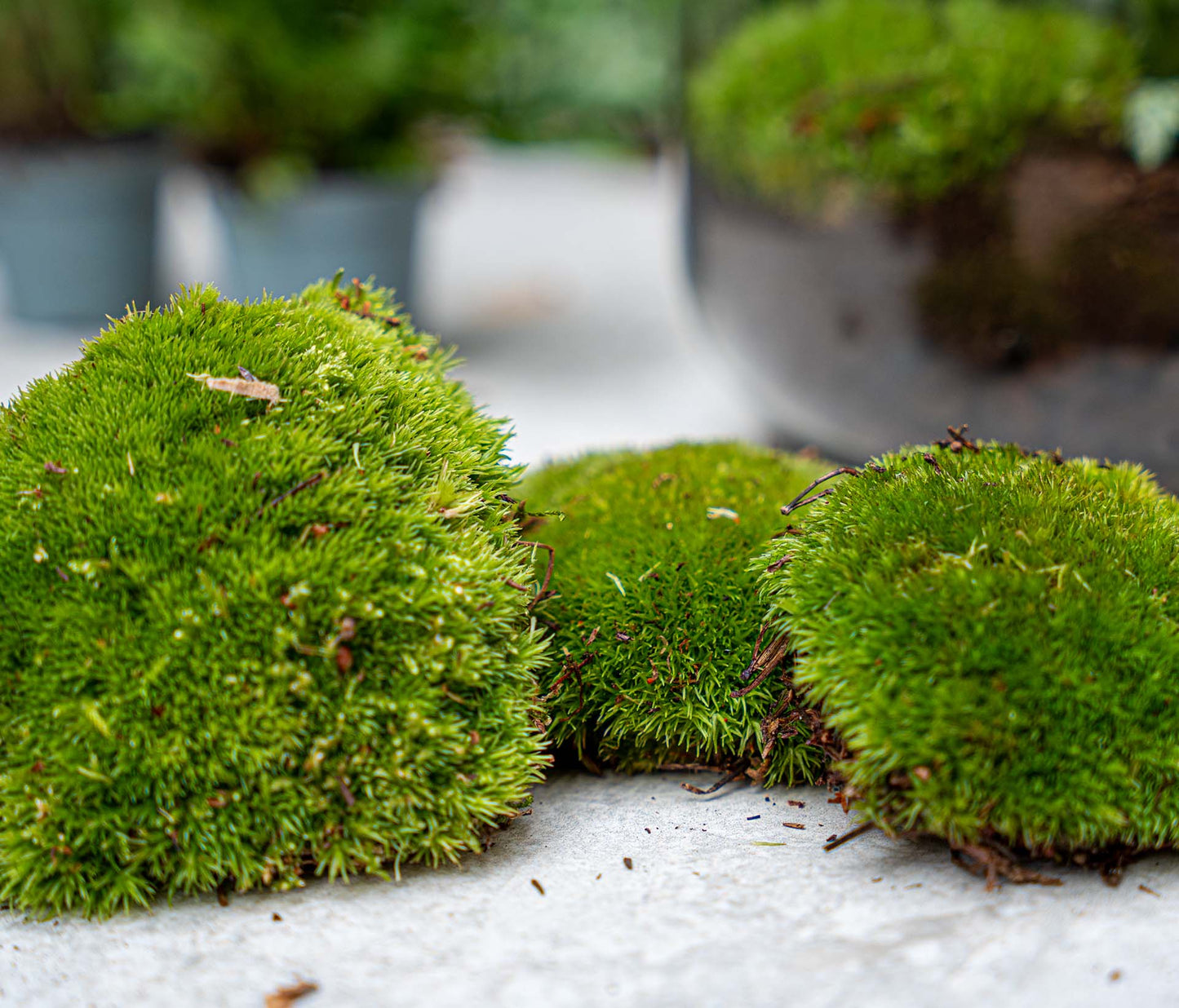 5 Terrarienpflanzen – Nachfüll- und Starterset für Terrarien – 5 Terrarienpflanzen – zum Selbermachen