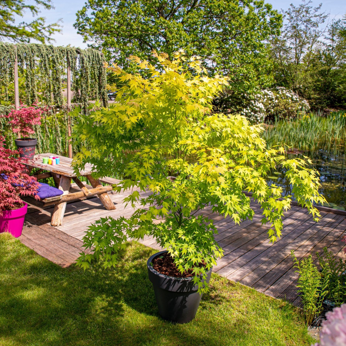 Acer palmatum 'Orange Lace' - 2er-Set - Ahorn