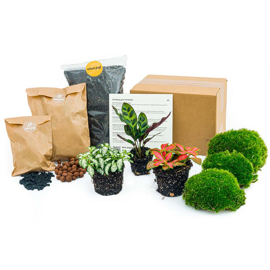 Plant terrarium package Lancifolia - 3 terrarium plants - Refill & Starter package - DIY Terrarium kit