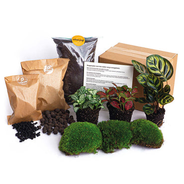 Plant terrarium package Makoyana - 3 terrarium plants - Refill & Starter Package - DIY Terrarium kit